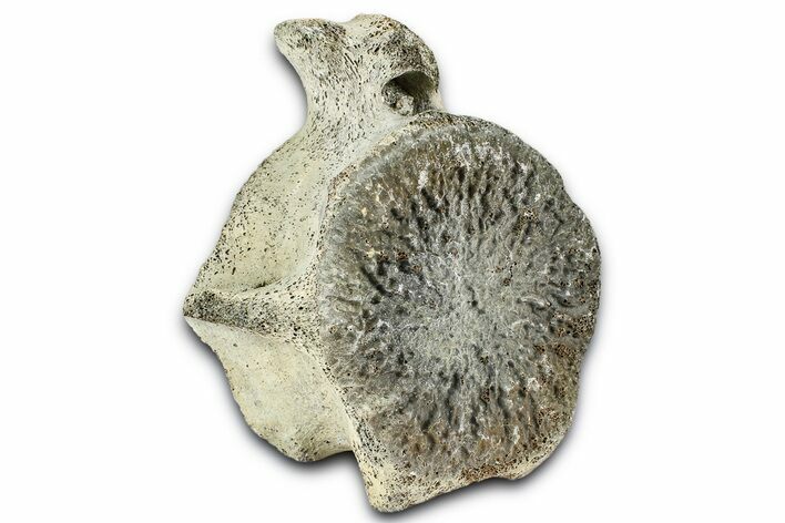 Fossil Whale Caudal Vertebra - Yorktown Formation #362061